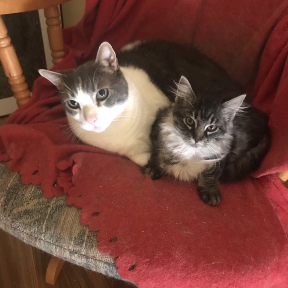 Meet your Posher, Lindsay - Picture 3 of 3